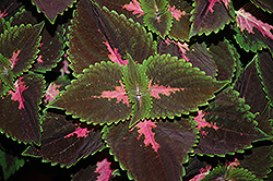 Fifth Avenue Coleus (Solenostemon scutellarioides 'Fifth Avenue') at Lakeshore Garden Centres