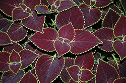 Broadway Coleus (Solenostemon scutellarioides 'Broadway') at Lakeshore Garden Centres
