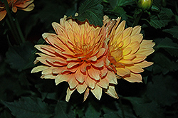 XXL Hidalgo Dahlia (Dahlia 'XXL Hidalgo') at Lakeshore Garden Centres