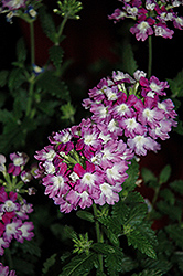 Empress Wicked Purple Verbena (Verbena 'Empress Wicked Purple') at Lakeshore Garden Centres