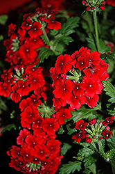 Empress Flair Red Verbena (Verbena 'Empress Flair Red') at Lakeshore Garden Centres