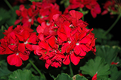 Cumbanita Deep Rose Geranium (Pelargonium 'Cumbanita Deep Rose') at Lakeshore Garden Centres