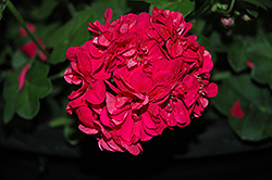 Great Balls of Fire Deep Rose Ivy Leaf Geranium (Pelargonium peltatum 'Great Balls of Fire Deep Rose') at Lakeshore Garden Centres