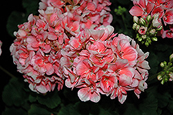 Savannah Light Salmon Geranium (Pelargonium 'Savannah Light Salmon') at Lakeshore Garden Centres