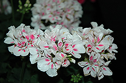 Savannah White Splash Geranium (Pelargonium 'Savannah White Splash') at Lakeshore Garden Centres