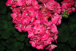 Survivor Pink Passion Geranium (Pelargonium 'Survivor Pink Passion') at Lakeshore Garden Centres