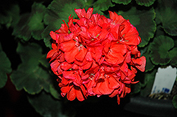 Survivor Coral Geranium (Pelargonium 'Survivor Coral') at Lakeshore Garden Centres