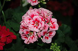 Survivor Pink Mega Splash Geranium (Pelargonium 'Survivor Pink Mega Splash') at Lakeshore Garden Centres