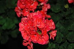 Survivor Salmon Pink Geranium (Pelargonium 'Survivor Salmon Pink') at Lakeshore Garden Centres