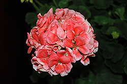 Survivor Salmon Sensation Geranium (Pelargonium 'Survivor Salmon Sensation') at Lakeshore Garden Centres