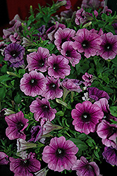 Surprise Grape Petunia (Petunia 'Surprise Grape') at Lakeshore Garden Centres