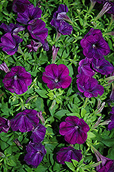 Piccola Lilac Blue Petunia (Petunia 'Piccola Lilac Blue') at Lakeshore Garden Centres