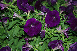 Potunia Cobalt Blue Petunia (Petunia 'Potunia Cobalt Blue') at Lakeshore Garden Centres