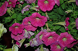 Potunia Plus Hot Pink Petunia (Petunia 'Potunia Plus Hot Pink') at Lakeshore Garden Centres