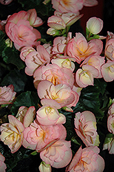Dragone Sunset Begonia (Begonia x hiemalis 'Dragone Sunset') at Lakeshore Garden Centres