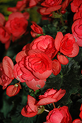 Dragone Rosewood Begonia (Begonia x hiemalis 'Dragone Rosewood') at Lakeshore Garden Centres