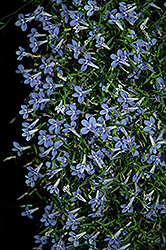Bella Aqua Lobelia (Lobelia erinus 'Bella Aqua') at Lakeshore Garden Centres