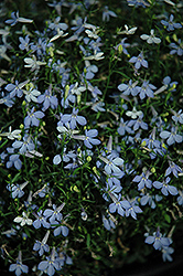 Bella Cielo Lobelia (Lobelia erinus 'Bella Cielo') at Lakeshore Garden Centres