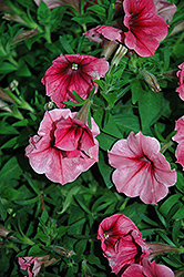 Potunia Plus Strawberry Ice Petunia (Petunia 'Potunia Plus Strawberry Ice') at Lakeshore Garden Centres