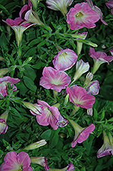 Potunia Plus Soft Pink Morning Petunia (Petunia 'Potunia Plus Soft Pink Morning') at Lakeshore Garden Centres