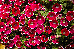 Cascadias Rim Chianti Petunia (Petunia 'Cascadias Rim Chianti') at Lakeshore Garden Centres
