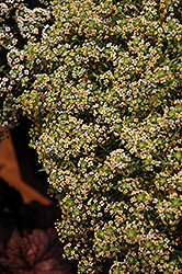 Stream Summer Sweet Alyssum (Lobularia maritima 'Stream Summer') at Lakeshore Garden Centres