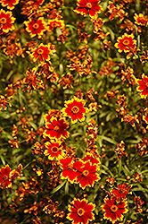Highland Blast Tickseed (Coreopsis 'Highland Blast') at Lakeshore Garden Centres