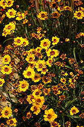 Prairie Gold Tickseed (Coreopsis 'Prairie Gold') at Lakeshore Garden Centres