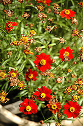 Prairie Amber Tickseed (Coreopsis 'Prairie Amber') at Lakeshore Garden Centres