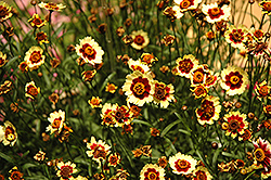 Prairie White Tickseed (Coreopsis 'Prairie White') at Lakeshore Garden Centres