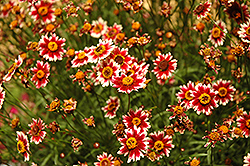 Highland Burgundy Tickseed (Coreopsis 'Highland Burgundy') at Lakeshore Garden Centres