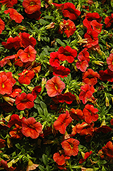 Noa Papaya Calibrachoa (Calibrachoa 'Noa Papaya') at Lakeshore Garden Centres