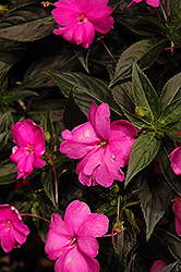 Sun Harmony Pink New Guinea Impatiens (Impatiens 'Sun Harmony Pink') at Lakeshore Garden Centres