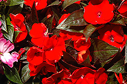 Harmony Flame New Guinea Impatiens (Impatiens hawkeri 'Harmony Flame') at The Mustard Seed