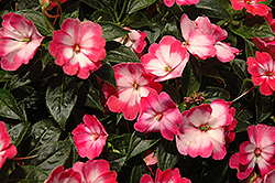 Harmony  Radiance Pink New Guinea Impatiens (Impatiens hawkeri 'Harmony Radiance Pink') at The Mustard Seed
