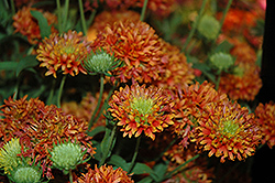 Galya Orange Spark Blanket Flower (Gaillardia x grandiflora 'Galya Orange Spark') at Lakeshore Garden Centres
