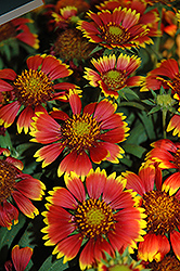Galya Wild Fire Blanket Flower (Gaillardia x grandiflora 'Galya Wild Fire') at Lakeshore Garden Centres