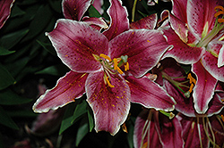 Sunny After Eight Lily (Lilium 'Sunny After Eight') at Lakeshore Garden Centres