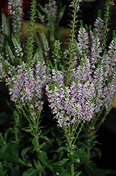Tricolor Explosion Speedwell (Veronica 'Tricolor Explosion') at Lakeshore Garden Centres