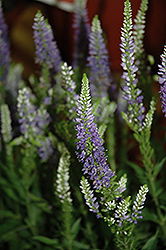 Baby Bomb Speedwell (Veronica 'Baby Bomb') at Lakeshore Garden Centres
