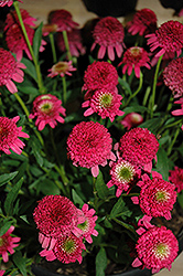 Piccolino Coneflower (Echinacea 'Piccolino') at Lakeshore Garden Centres