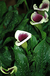 Picasso Calla Lily (Zantedeschia 'Picasso') at Lakeshore Garden Centres