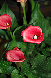 Captain Murano Calla Lily (Zantedeschia 'Captain Murano') at Lakeshore Garden Centres