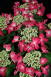 Strawberries And Cream Hydrangea (Hydrangea macrophylla 'Strawberries And Cream') at Lakeshore Garden Centres