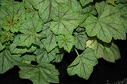 Glacier Falls Foamy Bells (Heucherella 'Glacier Falls') at Lakeshore Garden Centres