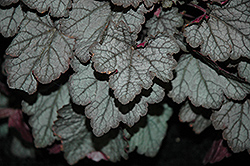 Twilight Foamy Bells (Heucherella 'Twilight') at Lakeshore Garden Centres