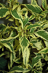 Capri Variegated Joe Pye Weed (Eupatorium 'Capri') at Lakeshore Garden Centres