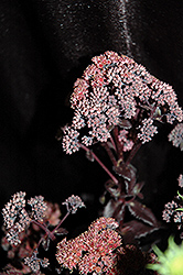 Orbit Bronze Stonecrop (Sedum 'Orbit Bronze') at Lakeshore Garden Centres
