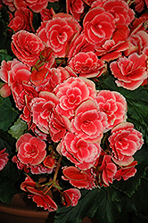 Borias Begonia (Begonia 'Borias') at Lakeshore Garden Centres