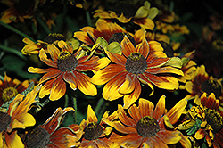 Chocolate Orange Coneflower (Rudbeckia hirta 'Chocolate Orange') at Lakeshore Garden Centres